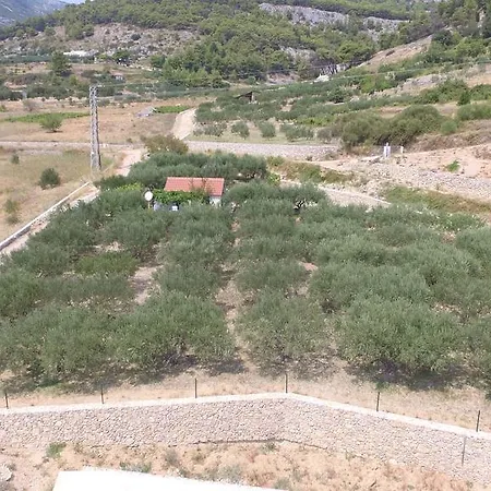 Oliva بول
