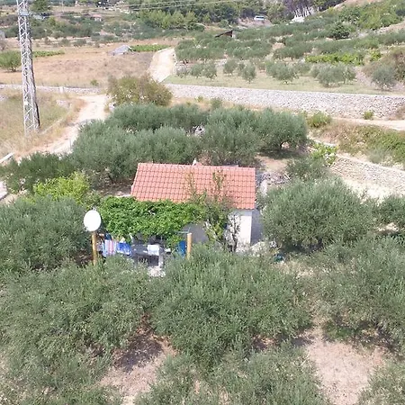Oliva